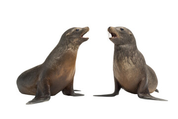 Playful sea lions in nature animal interaction coastal habitat. Isolated on transparent background, png.
