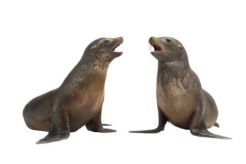 Playful sea lions in nature animal interaction coastal habitat. Isolated on transparent background, png.