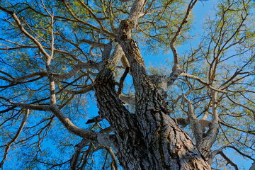 White tree against blue sky. Blue thorn tree (Senegalia erubescens).
