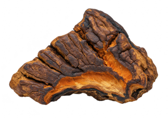 A chaga mushroom, a fungus that grows on birch trees, isolated on transparent background