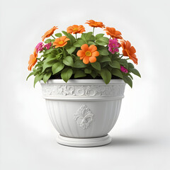 Bright orange blooming flowers in white ceramic pot with lush green leaves isolated on white background