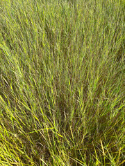Dense green meadow grass in summer sunlight. Natural texture background of wild field vegetation. Perfect for nature, countryside, eco, or landscape themes.