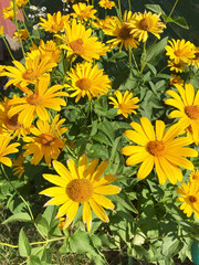 Bright yellow Heliopsis flowers blooming in sunlight. Vibrant summer garden with daisy-like blossoms and lush green leaves. Perfect for nature, floral, or gardening themes.