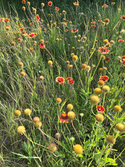 Field of blooming and fading Gaillardia flowers in summer sunlight. Bright red and yellow petals with seed heads in wild meadow grass. Natural, rustic outdoor floral background.