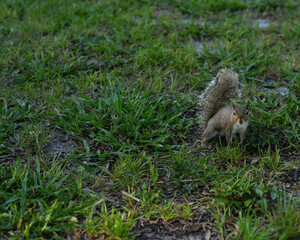 curious eastern gray squirrel looking directly towards you, standing alert and ready to react to any movement. The sharp detail creates an immersive viewing experience showing its fluffy tail...