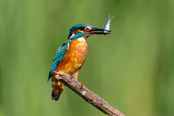 Fototapeta premium A colorful lilac-breasted roller and a blue kingfisher on a branch show vibrant wildlife in nature