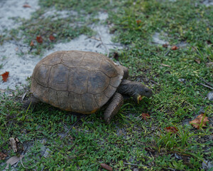 A large mature gopher tortoise snacking while moving through the grass 