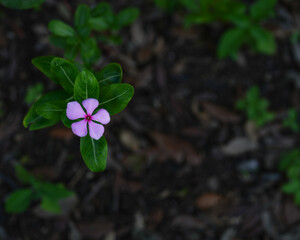 A delicate purple and pink Madagascar Periwinkle flower in full bloom, with lush green leaves and mulch in the background, taken in soft natural light