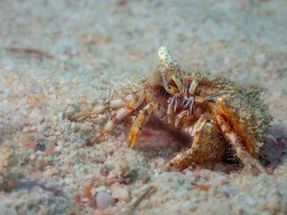 A small hermit crab cautiously scuttles across the sandy seabed.