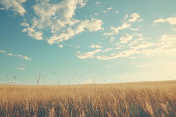 Expansive prairie landscape dotted wild grasses and rolling clouds no human no labelling no logo
