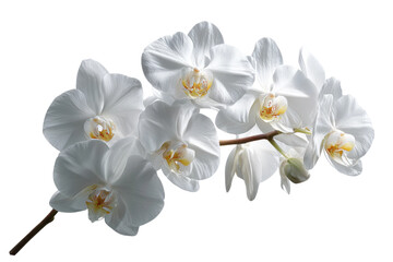 Obraz premium Elegant white orchids display nature floral photography studio. Isolated on transparent background, png.