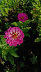 A very beautiful and pretty flower. A flower that blooms in a variety of colors. A flower that blooms in the sunlight. A colorful flower.