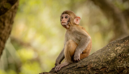 Macaques in nature. Macaques constitute a genus (Macaca) of gregarious monkeys.