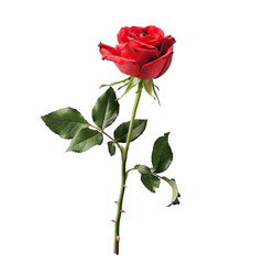 Fototapeta premium Single red rose, dark background