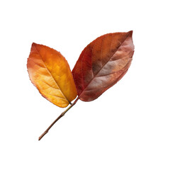 Two autumn leaves, vibrant colors, overlapping