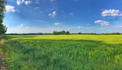 Vast panorama of a lush green field under clear blue sky