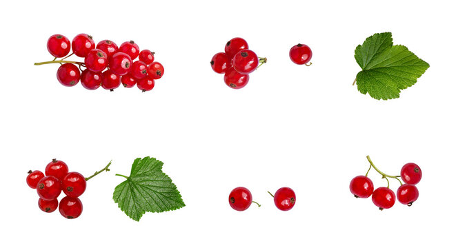 Set of branches of berries, leaves of red currant isolated on transparent background. Decor elemnt, healthy food, cooking. Cut out. Without shadow. PNG