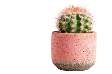 Barrel Cactus Elegance Prickly Green Delight in Pink Concrete Pot Against Black Backdrop Desert