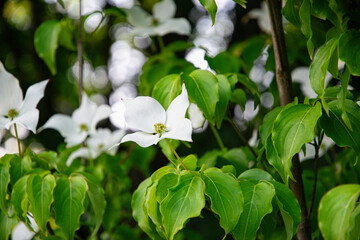 White cornus florida, flowering dogwood tree	