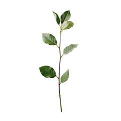 Obraz premium Close-up of a slender plant stem with several leaves