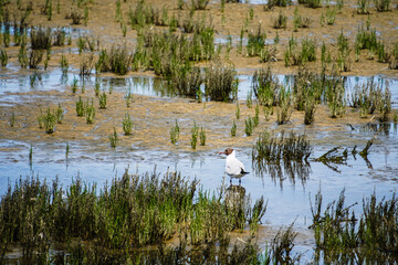 Black Headed Gull in Norddeich Salt Marsh