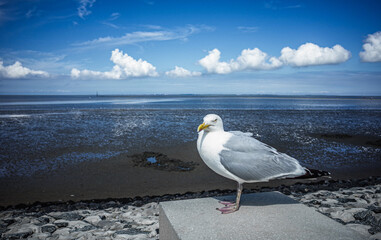 Seagull on the North Sea Coast at Norddeich