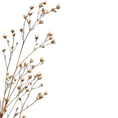 Dried flower sprigs against a black background