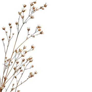 Fototapeta Dried flower sprigs against a black background