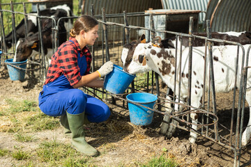 During agricultural work, employee of farm company gives young calves to drink water from bucket....