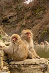 Naklejka premium Snow Monkeys in Hot Springs, Nagano, Japan