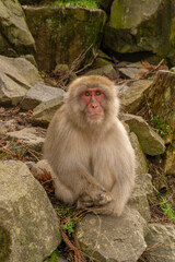 Snow Monkeys in Hot Springs, Nagano, Japan