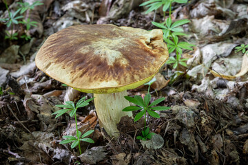 Inedible but amazing mushroom Hemileccinum depilatum