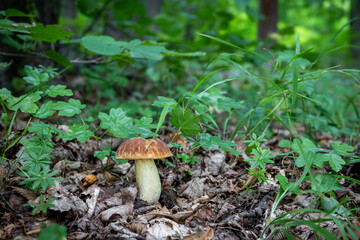 Hemileccinum depilatum mushroom among lush greenery in summer forest