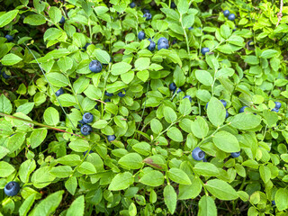 Detail shot of Blueberries on Lush Green Foliage