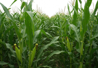 A lush green corn field stretches into the distance on a rural farm landscape