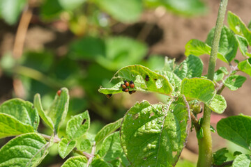Colorado potato beetle maggots eats potato leaves. Potato bug larvae feeding on leaves of organic...