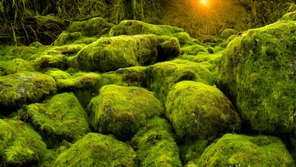 Flowing water cascades over moss-covered stones in a peaceful forest stream