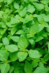 Lush Green Perilla Leaves - Vibrant Natural Background Texture