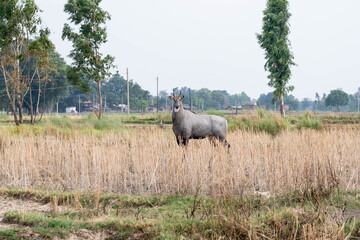 A lone male nilgai stands alert in a rural farmland in Bahraich, Uttar Pradesh. Capturing the...
