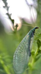 Green lacewing insect macro photography, 