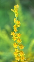 A close up of a yellow goldenrod branching flowers