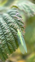 Green lacewing insect macro photography, 