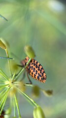 Orange and black striped shield bug macro photography. 