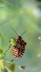 Orange and black striped shield bug macro photography. 