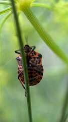 Orange and black striped shield bug macro photography. 