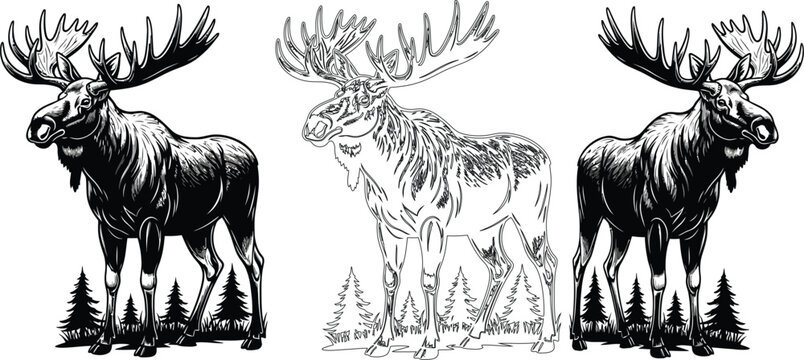 Three monochrome moose standing in a forest with large antlers on a white isolated background art
