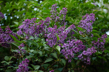 purple lilac flowers