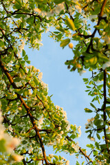 green leaves against blue sky