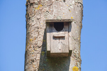 Vogelhaus aus Holz an einem Baumstamm, Blauer Himmel, Deutschland