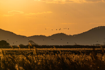 migration birds flying on the reed field during sunset